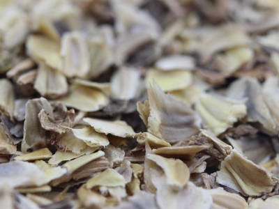 花環(huán)菊種子