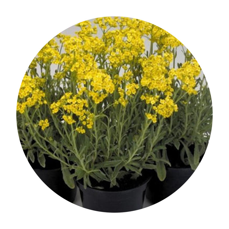 巖生庭芥 巖生庭芥