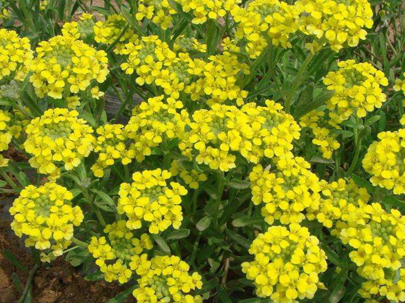 巖生庭芥 巖生庭芥