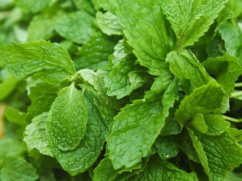 留蘭香薄荷 留蘭香薄荷