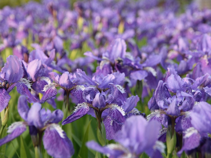 藍花鳶尾 藍花鳶尾