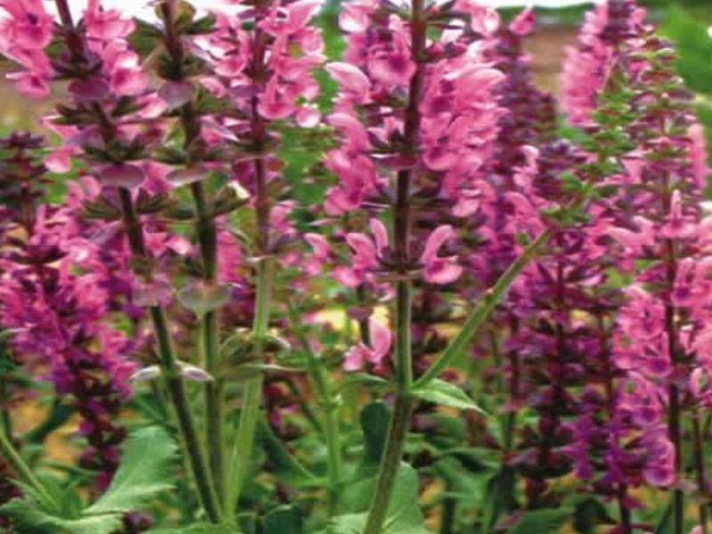 芳香鼠尾草 芳香鼠尾草