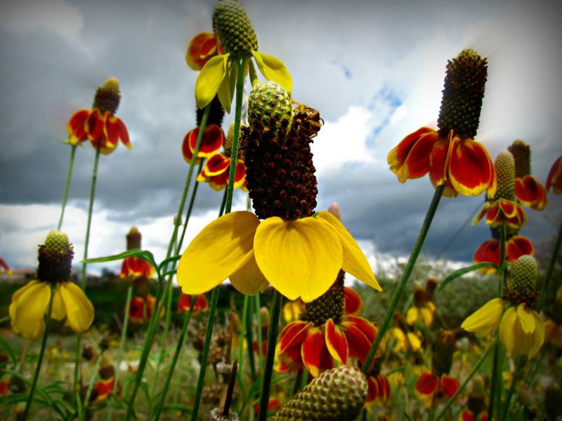 草原松果菊 草原松果菊
