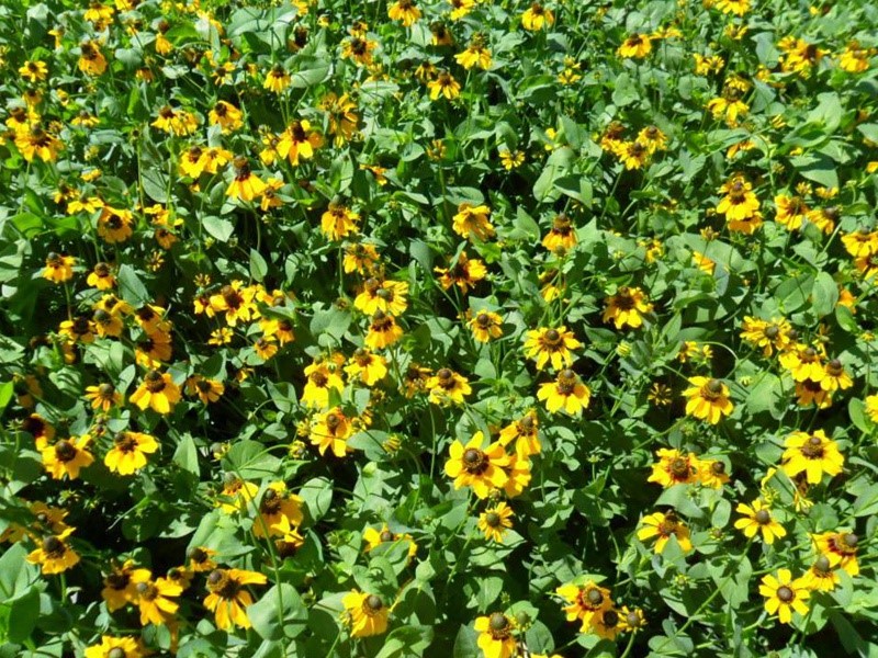 草原松果菊 草原松果菊