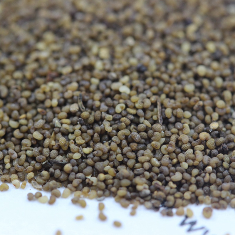 虞美人混色 虞美人混色