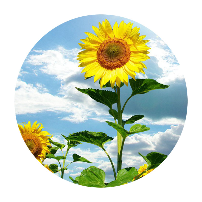 牙簽向日葵 牙簽向日葵