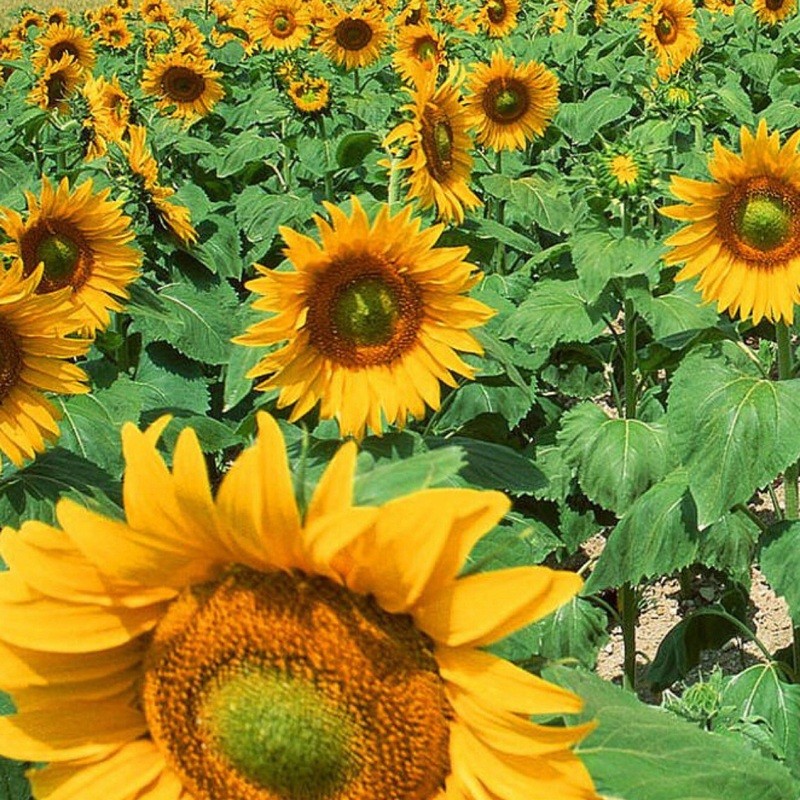 牙簽向日葵 牙簽向日葵