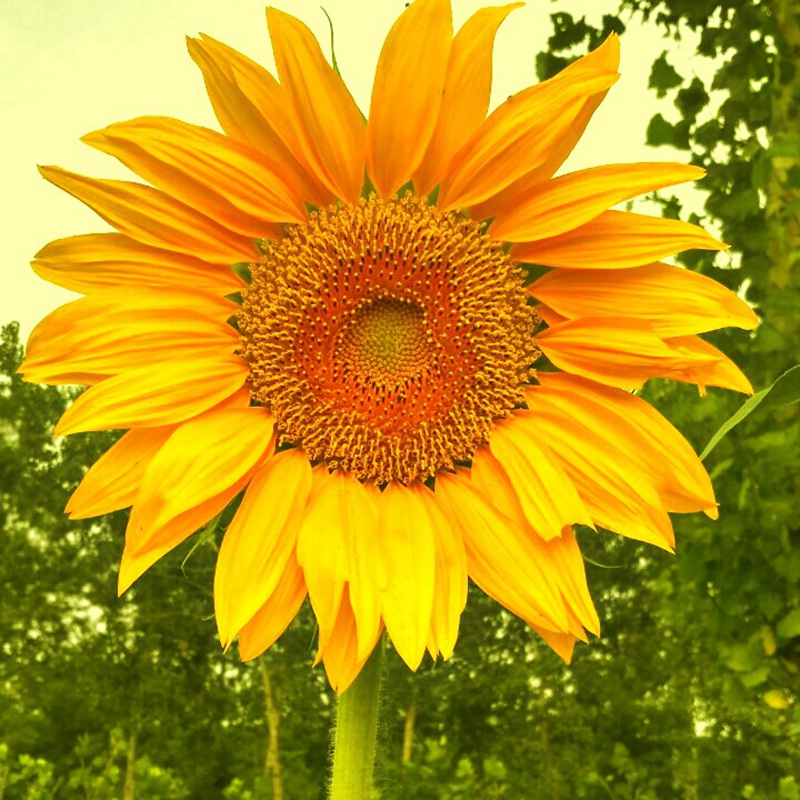 牙簽向日葵 牙簽向日葵