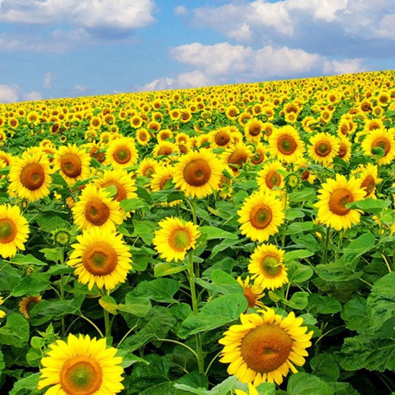 牙簽向日葵 牙簽向日葵