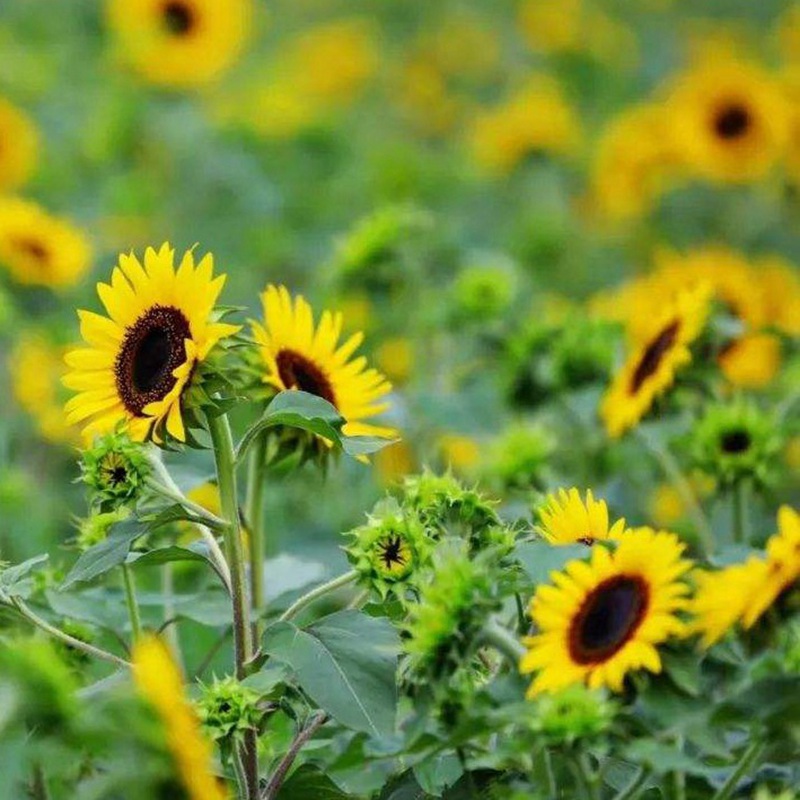 多頭向日葵 多頭向日葵