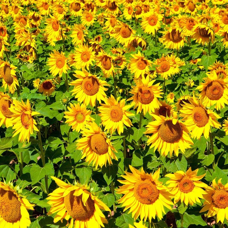 多頭向日葵 多頭向日葵