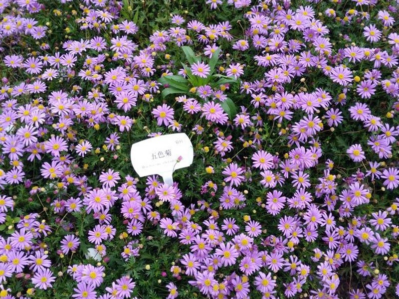 五色菊 五色菊
