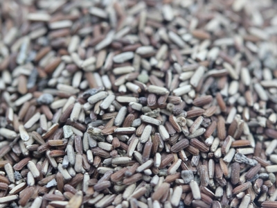 柳葉馬鞭草種子