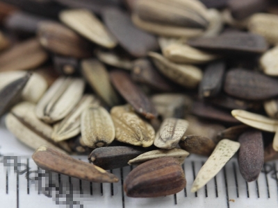 紫色向日葵種子