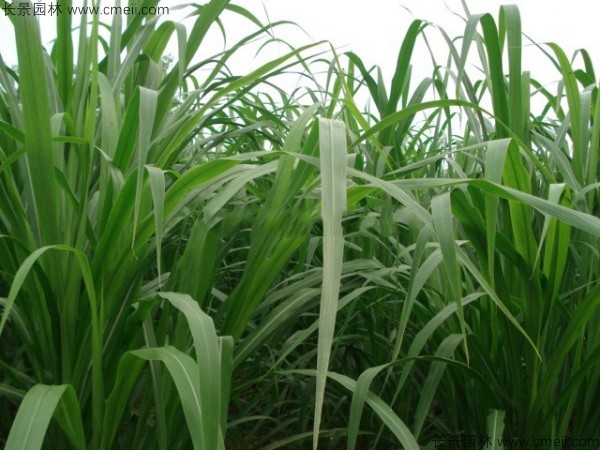 象草種子發芽出苗圖片 象草種子發芽出苗圖片