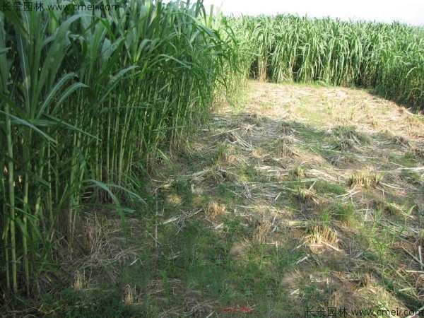 象草種子發芽出苗圖片 象草種子發芽出苗圖片