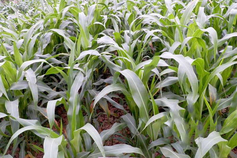 1624331715879637.jpg src=http___i04.c.aliimg.com_img_ibank_2014_507_596_1759695705_1850462611.jpg&refer=http___i04.c.aliimg.jpg