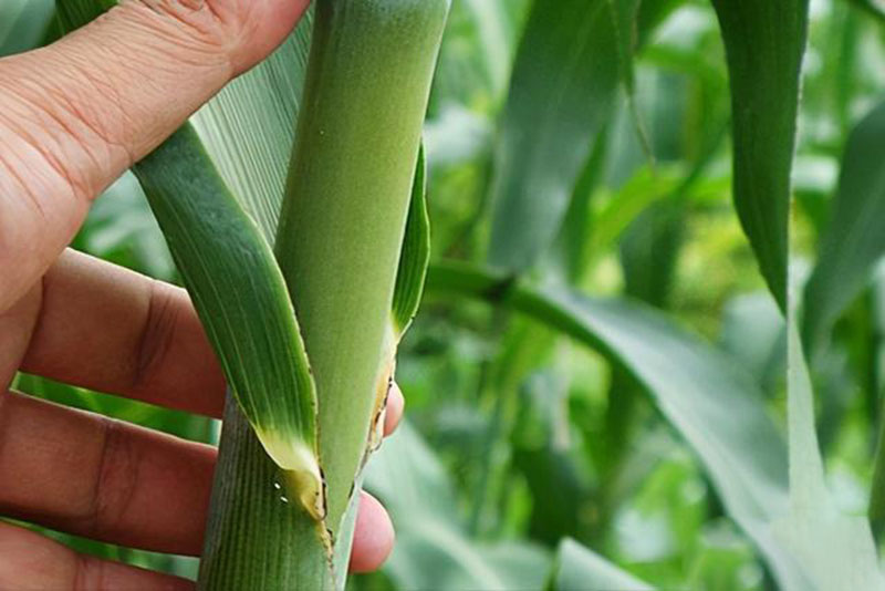 1624331737581969.jpg 下載.jpg