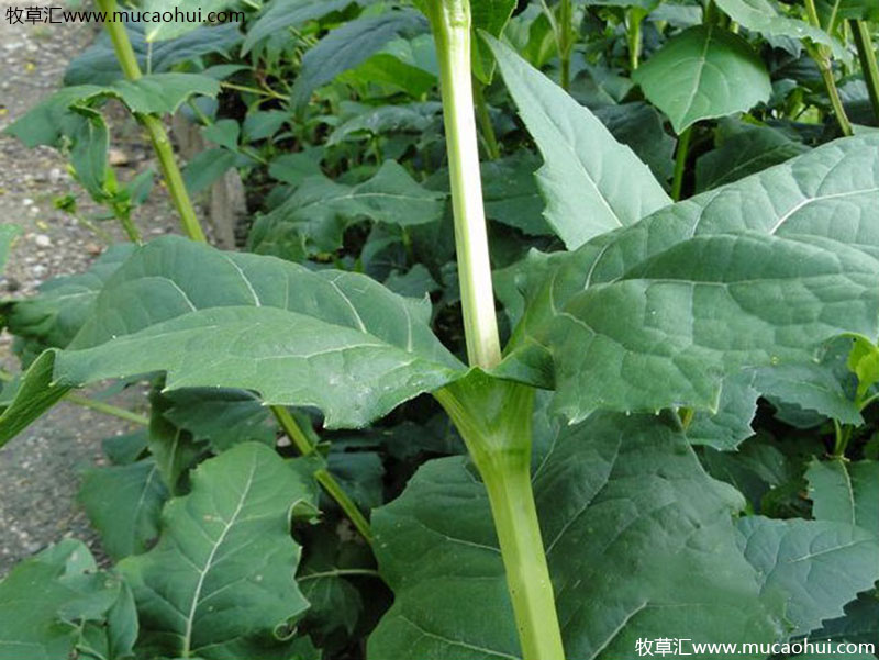 串葉松香草 串葉松香草