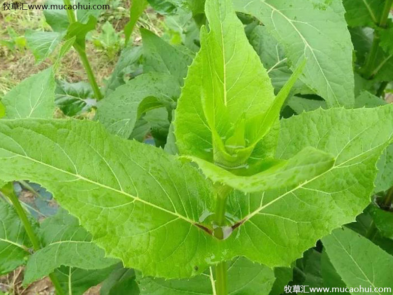 串葉松香草 串葉松香草