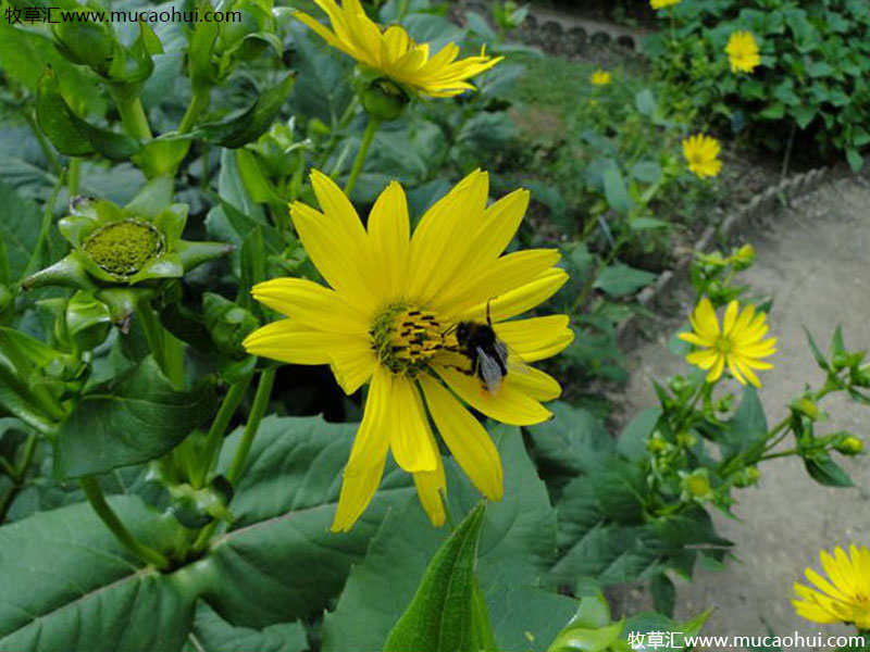 串葉松香草花朵 串葉松香草花朵