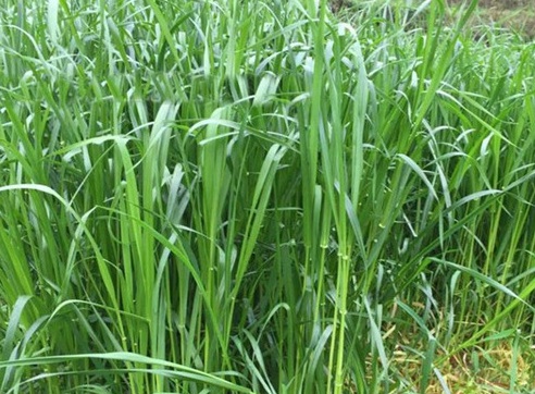 1625276128545254.jpg image.jpg