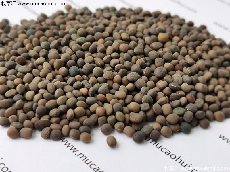 牧草綠肥箭筈豌豆種子