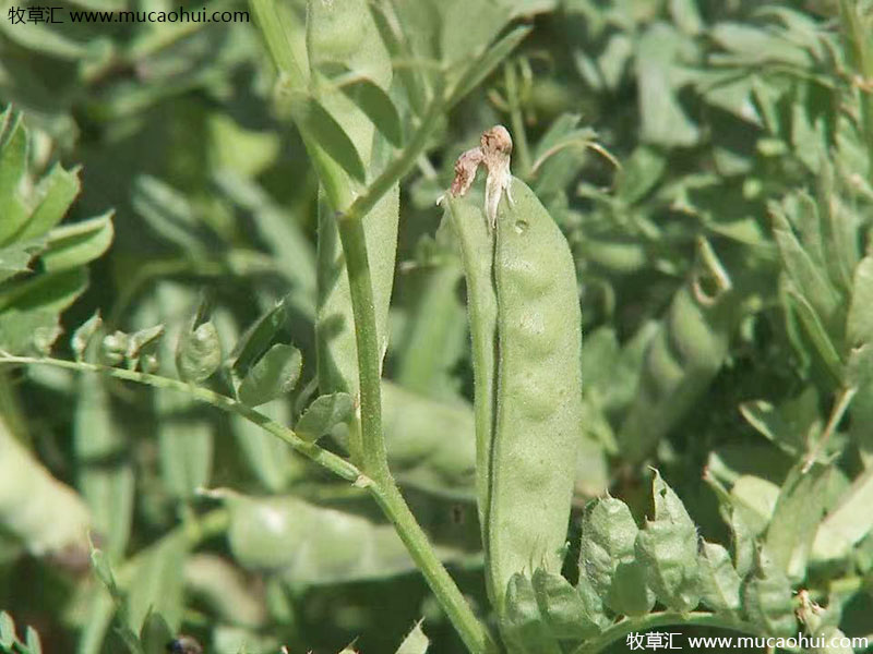 牧草綠肥箭筈豌豆開花植株全株