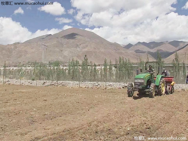 牧草綠肥箭筈豌豆開花植株全株
