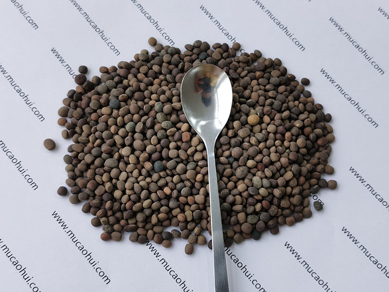 牧草綠肥箭筈豌豆種子