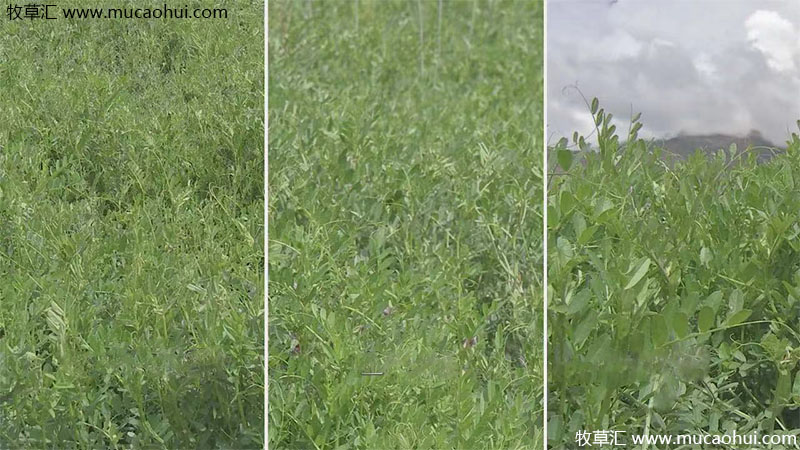 牧草綠肥箭筈豌豆開花植株全株