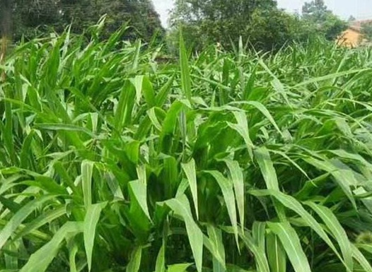 1625659363525017.jpg image.jpg