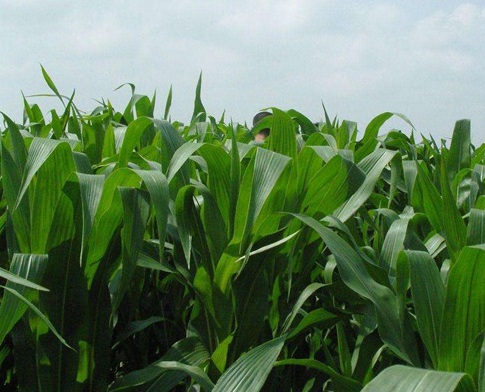 1625659373986130.jpg image.jpg