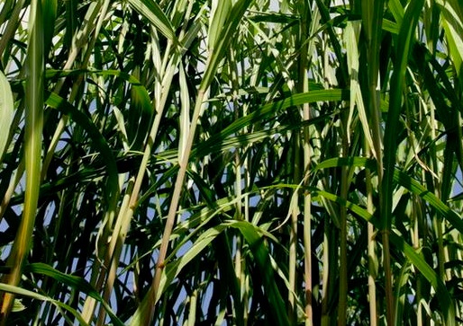 1626057008155059.jpg image.jpg