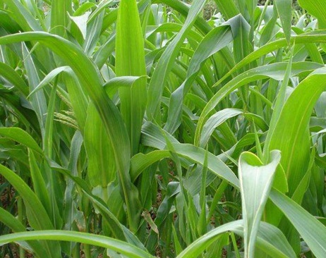 1626082097672643.jpg image.jpg