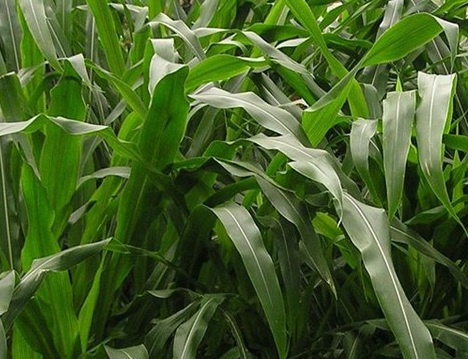 1626186119690545.jpg image.jpg