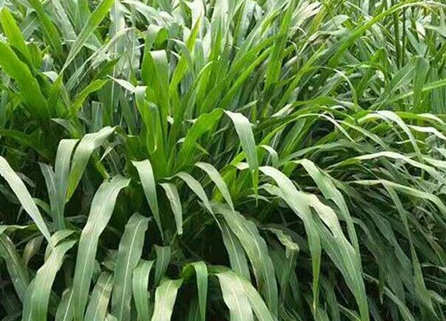 1626186161608711.jpg image.jpg