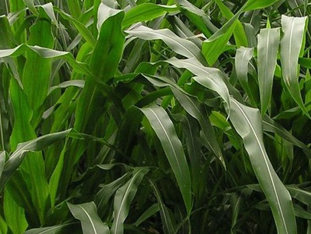 1626186183227617.jpg image.jpg