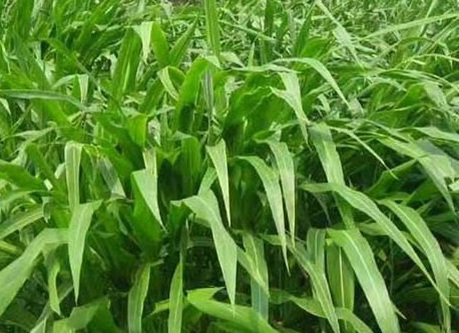 1626186198327704.jpg image.jpg