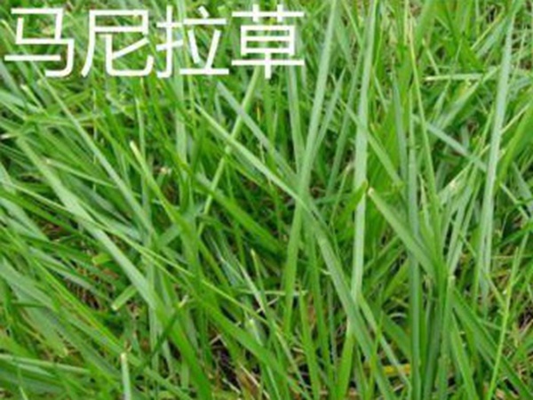 草坪常見品種——你知道的有幾種？