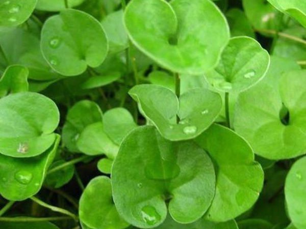 草坪常見品種——你知道的有幾種？