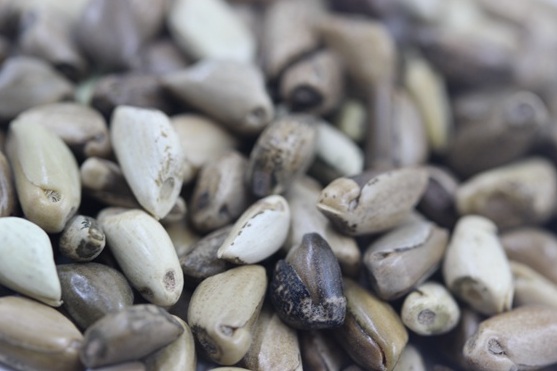 1626404198775541.jpg image.jpg