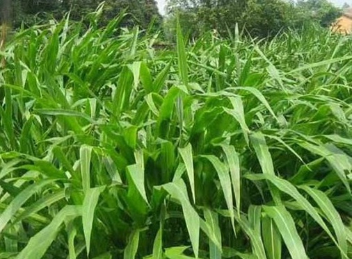 1626404221314806.jpg image.jpg