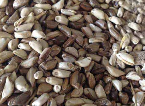 1626406098565464.jpg image.jpg