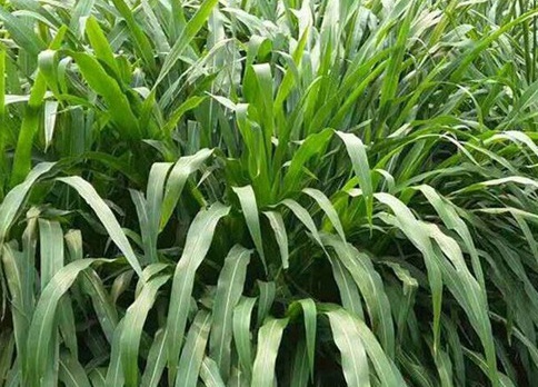 1626406122314155.jpg image.jpg