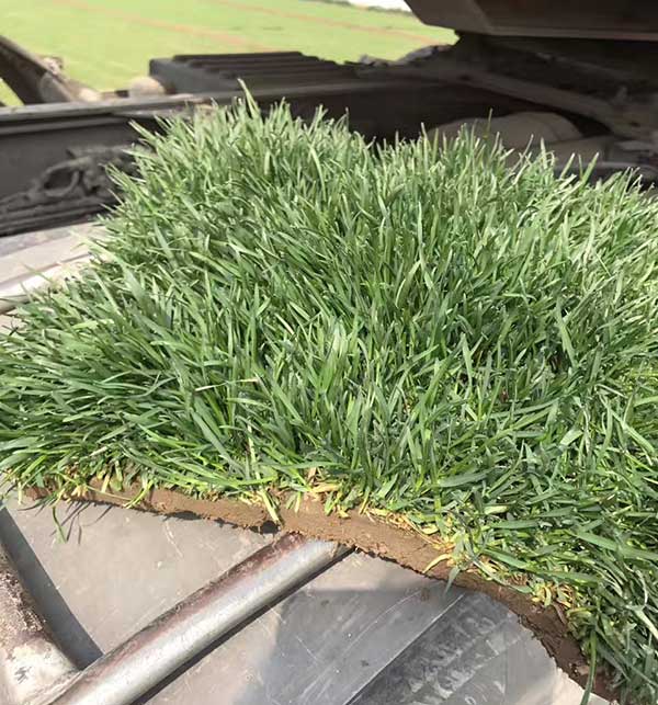 早熟禾草坪圖片 早熟禾草坪圖片