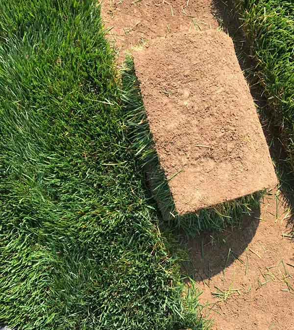 早熟禾草坪圖片 早熟禾草坪圖片