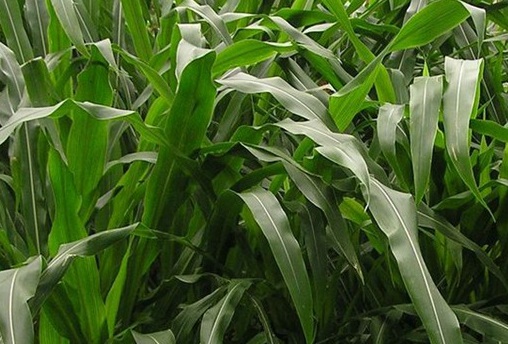 1626536705187680.jpg image.jpg