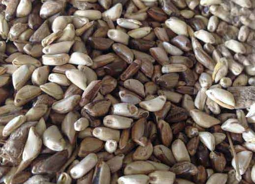 1626536733281895.jpg image.jpg