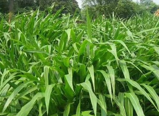 1626537116382289.jpg image.jpg